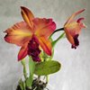 blc. Suzuk's Red Flare 'Nagase'..